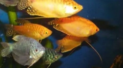 Лавиринт риба за дома аквариум: листа и карактеристики на содржината