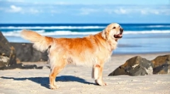 Labrador retriever (фото): незапресибилна енергија и бесконечна љубезност