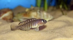 Nneolamprologus ocellatus lamprol