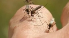 Светилки за уништување на летање инсекти