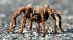 Paws spider: број и функции