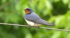 Ластовици и луѓе