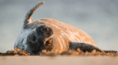 Скриени животни