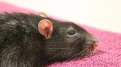 Третман на апсцес кај стаорци, симптоми и причини за појава