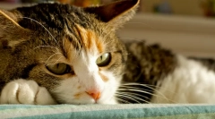 Третман на мачка хепатитис