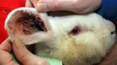 Третман на зајаци од уво крлеж