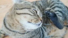 Третман на брошки од мачки