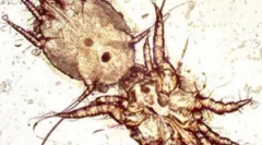 Третман на ушни крлежи во мачки