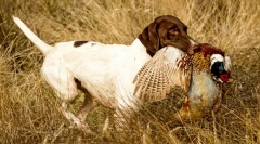 Правни раси на кучиња