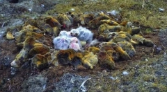 Lemmings - скокови од карпите