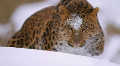 Леопард амски