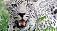 Леопард арабија