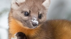 Шумска симпатична