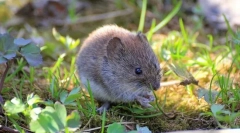 Шумска полевка