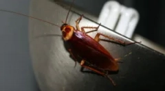 Дали лебарките летаат?