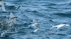 Летај риба - чудо на природата