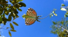 Летечкиот змеј