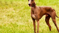 Помош (слика): елегантно и разиграно омилено кралско благородништво