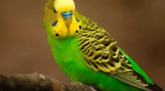 Lezginka изведена од папагали: видео, каде што пердувите го изведуваат сливното танцување