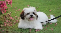 Lhasa apso