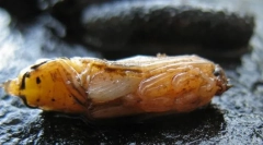 Дидрото на возачите