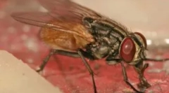 Muh ларви во човекот