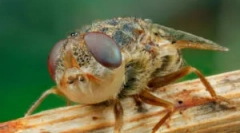 Ларвите на овесот во човечкото тело и животно