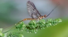 Ларви барови и риболов