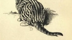 Лице на брендот whiskas и други ѕвезди мачки реклами