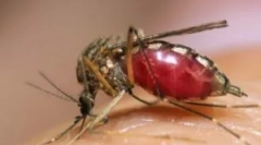 Жолта треска, денга и зика, носена од комарци