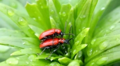 Лили мечеви