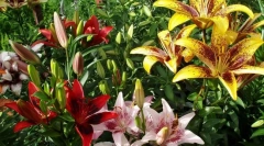 Лили сававаја