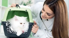 Лимфниот систем