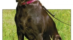 Лимфом и леукемија кај кучиња