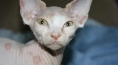 Лиши мачки: причини и третман