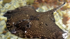 Лошо море или бод