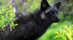 Кожа: куче и лисица и лисица се можни