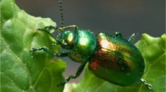 Лист: опис и оштетување