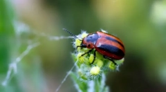 Листови и трева