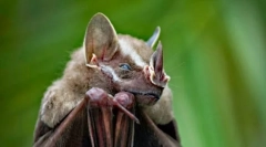 Listonos звучник