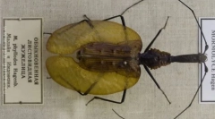 Последен begger