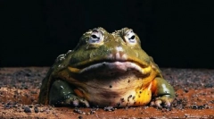 Жаба голијат