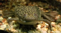 Жабата shorth е мазна