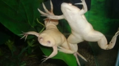 Жаба shortsevaya