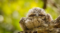 Flagshkorot. Семејство на птици