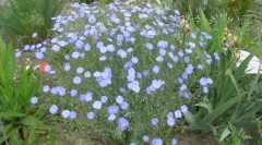 Постелнина