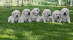 Омилени раси на кучиња од американците: десетина најдобро