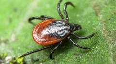 Љубопитни факти за крлежи