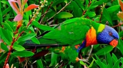 Lorriquet multicolor