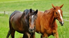 Коњи германија